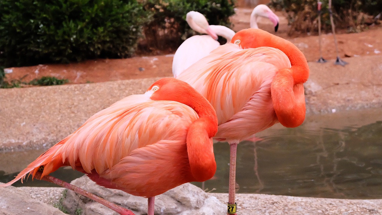 Flamingo, Zoologijos Sodas, Dalian, Nemokamos Nuotraukos,  Nemokama Licenzija