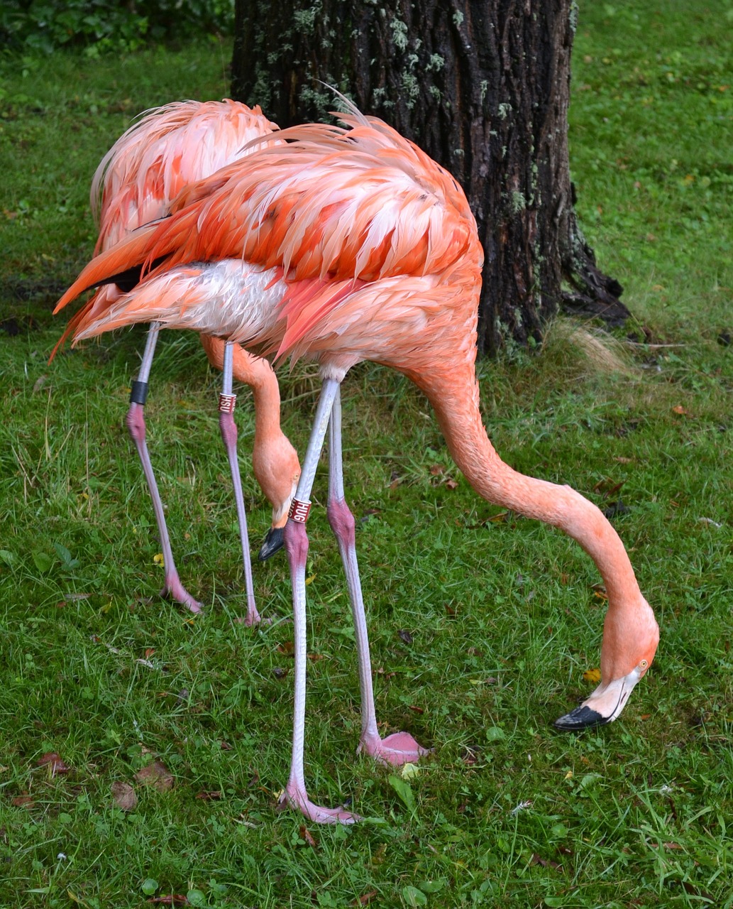 Flamingo, Amerikietiškas Flamingas, Karibų Flamingas, Paukštis, Paukštis, Nemokamos Nuotraukos,  Nemokama Licenzija