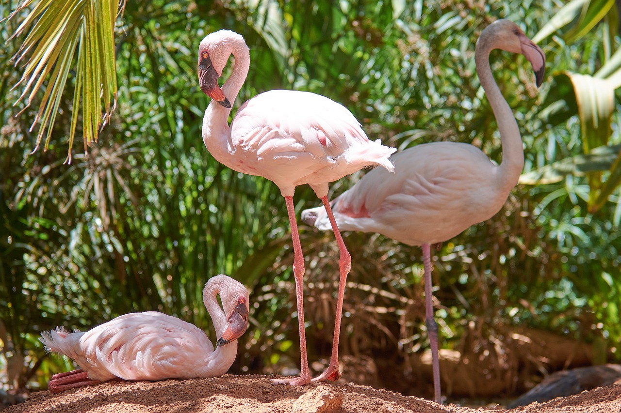 Flamingo, Stovėti, Plunksna, Laukinės Gamtos Fotografija, Sąskaitą, Vandens Paukštis, Paukščiai, Gamta, Plumėjimas, Rožinis Flamingas