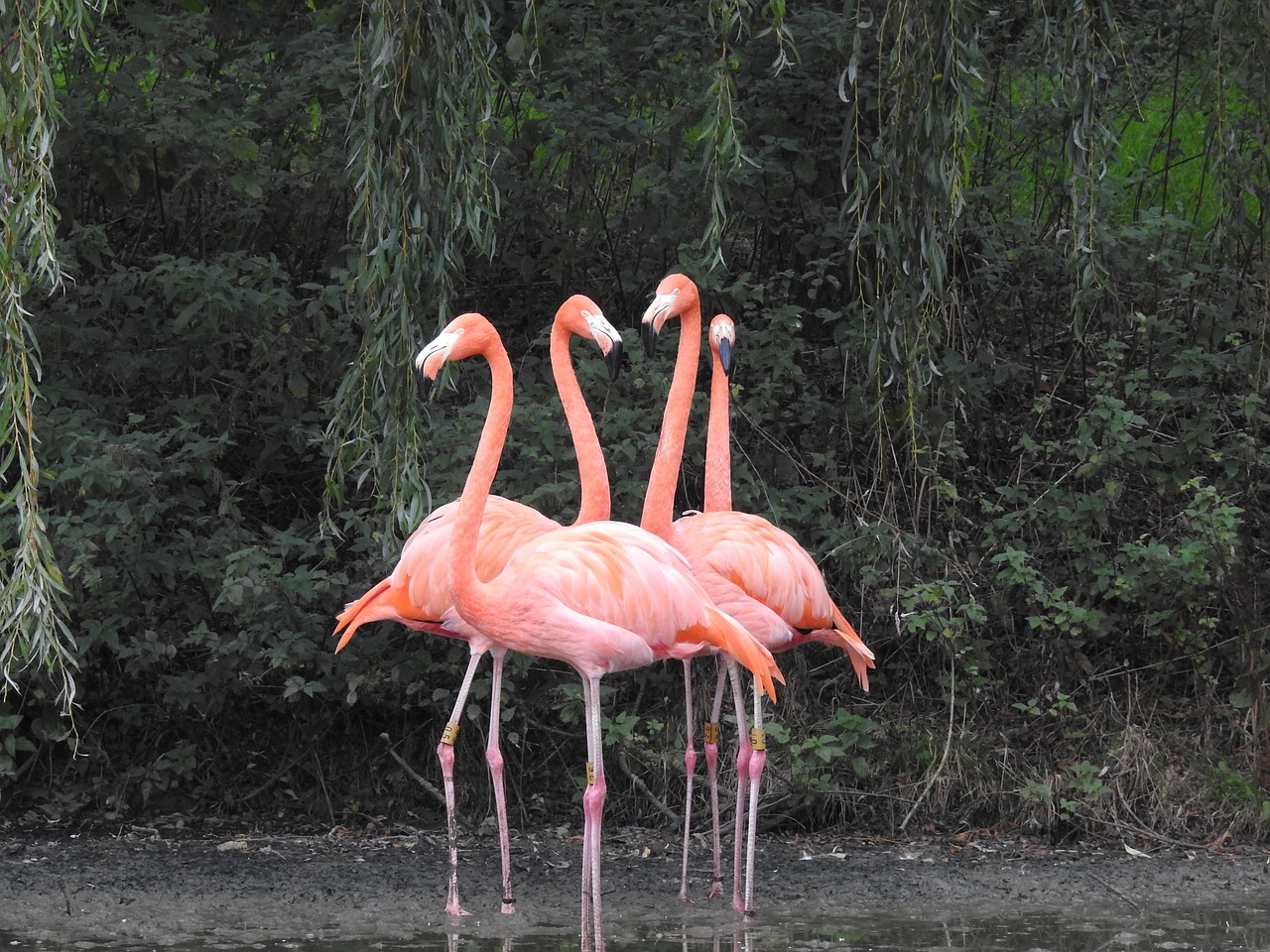 Flamingo, Paukštis, Gamta, Rožinis, Atogrąžų, Egzotiškas, Gyvūnas, Laukiniai, Laukinė Gamta, Zoologijos Sodas