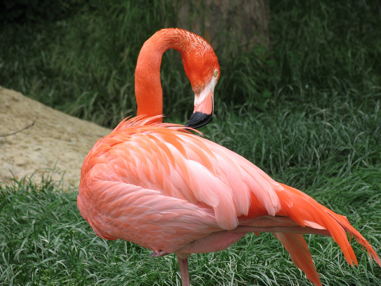 Flamingo, Paukštis, Gyvūnas, Zoologijos Sodas, Tiergarten, Pieva, Nemokamos Nuotraukos,  Nemokama Licenzija