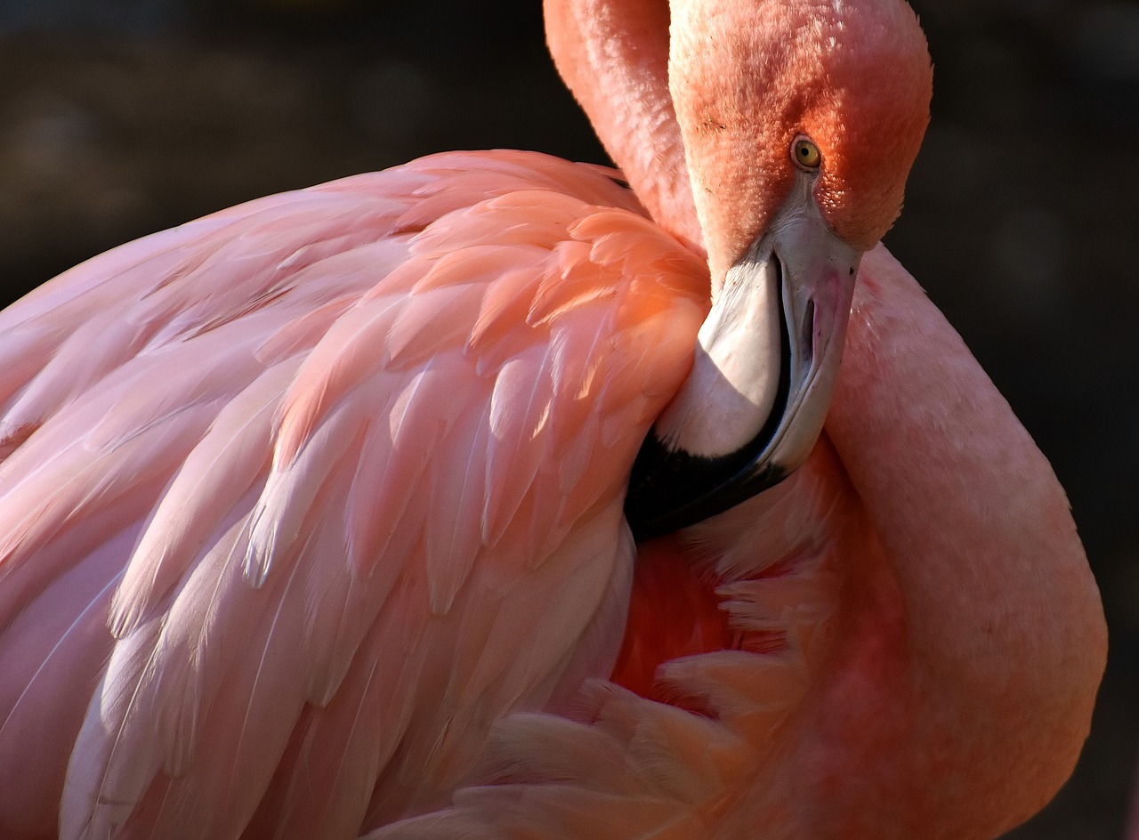 Flamingo, Paukštis, Spalvinga, Tierpark Hellabrunn, Munich, Nemokamos Nuotraukos,  Nemokama Licenzija