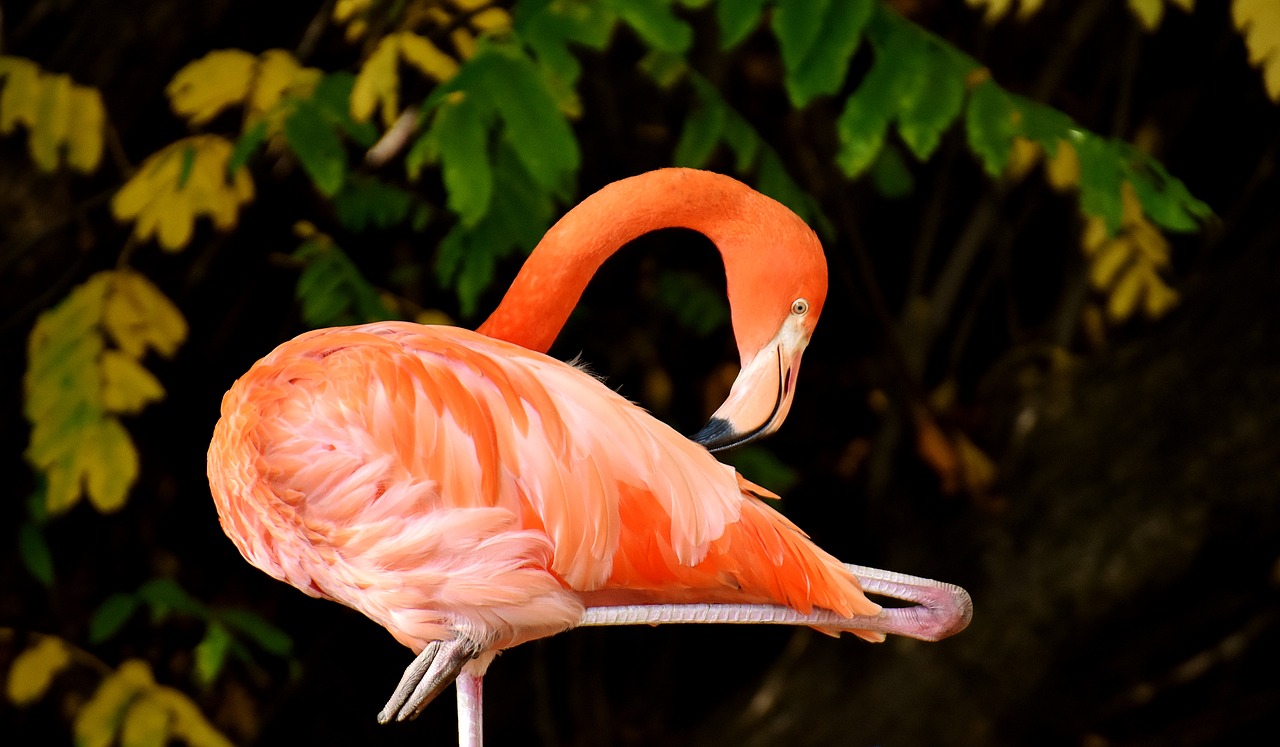 Flamingo, Paukštis, Spalvinga, Tierpark Hellabrunn, Munich, Nemokamos Nuotraukos,  Nemokama Licenzija