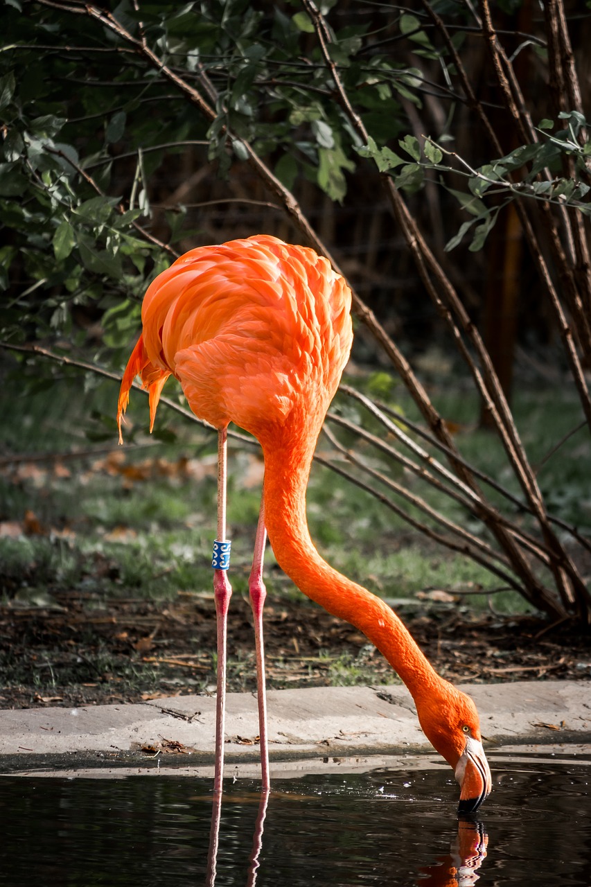 Flamingo, Gyvūnų Pasaulis, Paukštis, Vandens Paukštis, Rožinis, Zoologijos Sodas, Laukinės Gamtos Fotografija, Plumėjimas, Tvenkinys, Nemokamos Nuotraukos