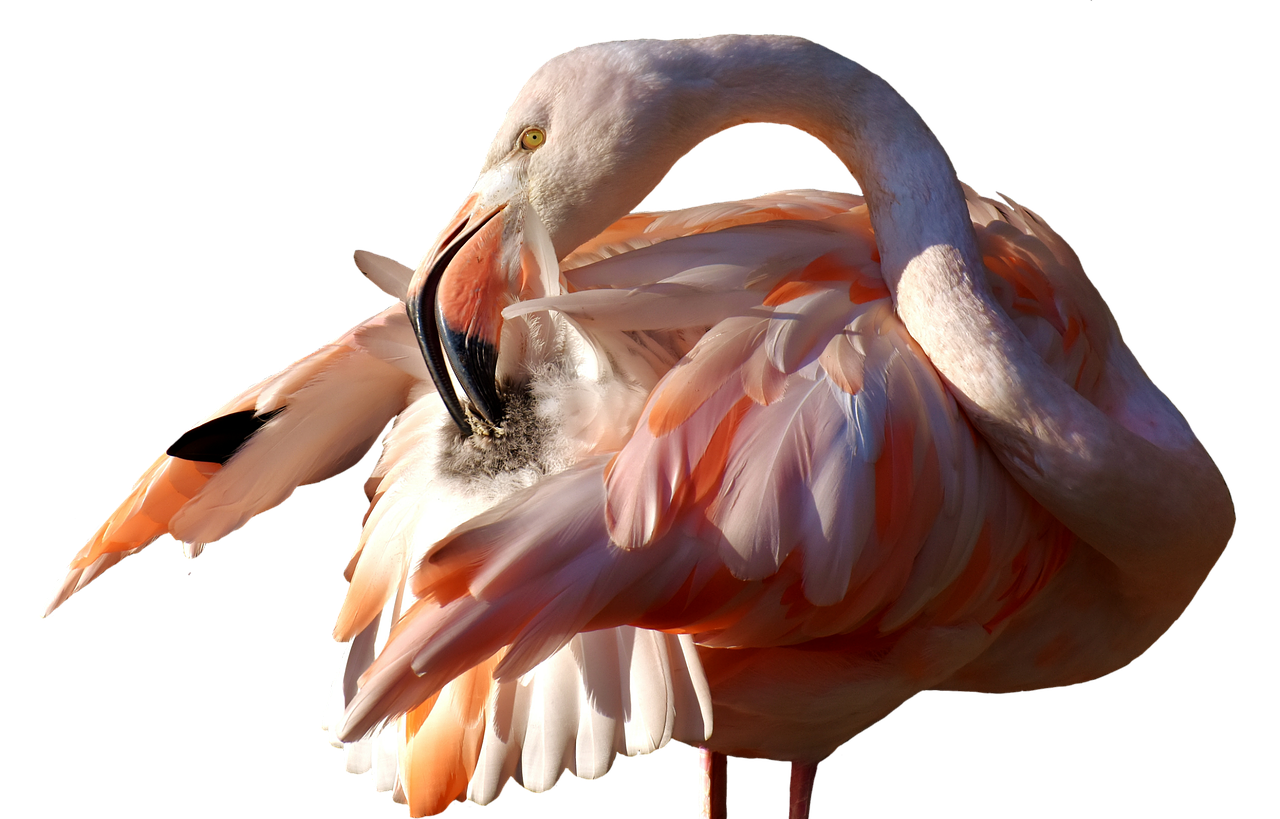 Flamingo, Paukštis, Spalvinga, Tierpark Hellabrunn, Munich, Pasėlių Auginimas, Išimtis, Iškirpti, Nemokamos Nuotraukos,  Nemokama Licenzija