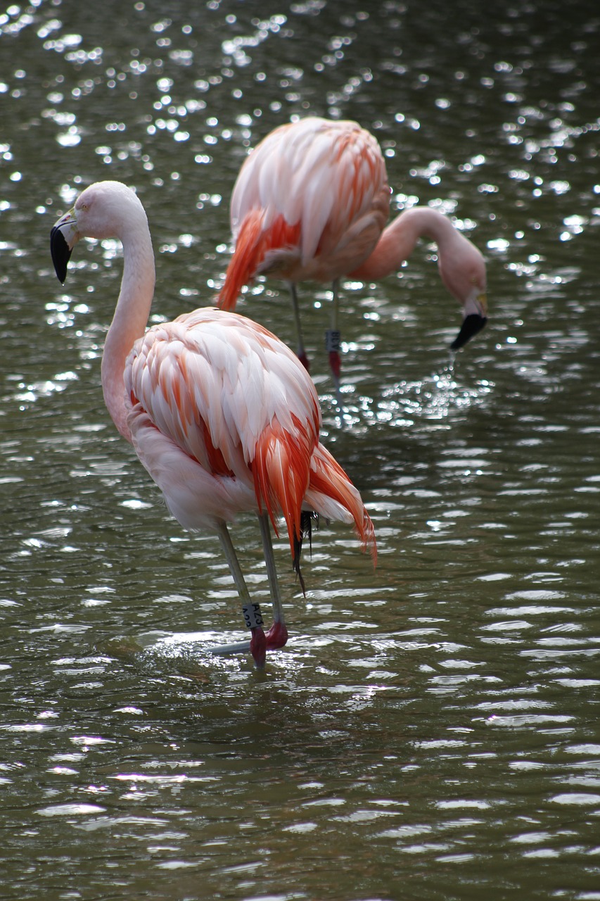 Flamingo, Rožinis, Paukštis, Atogrąžų, Egzotiškas, Gamta, Gyvūnas, Vasara, Laukiniai, Tropinis