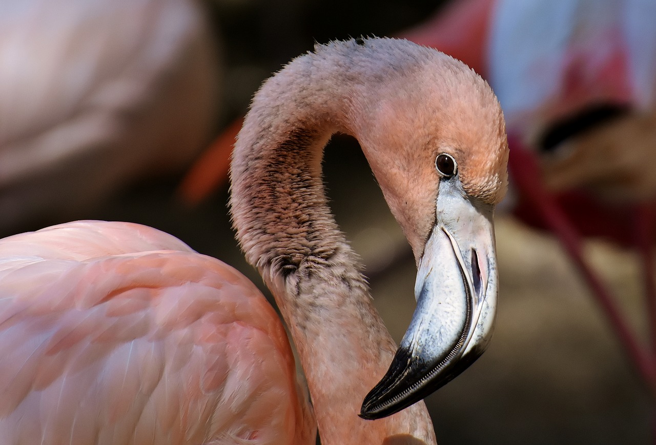 Flamingo, Paukštis, Spalvinga, Tierpark Hellabrunn, Munich, Nemokamos Nuotraukos,  Nemokama Licenzija