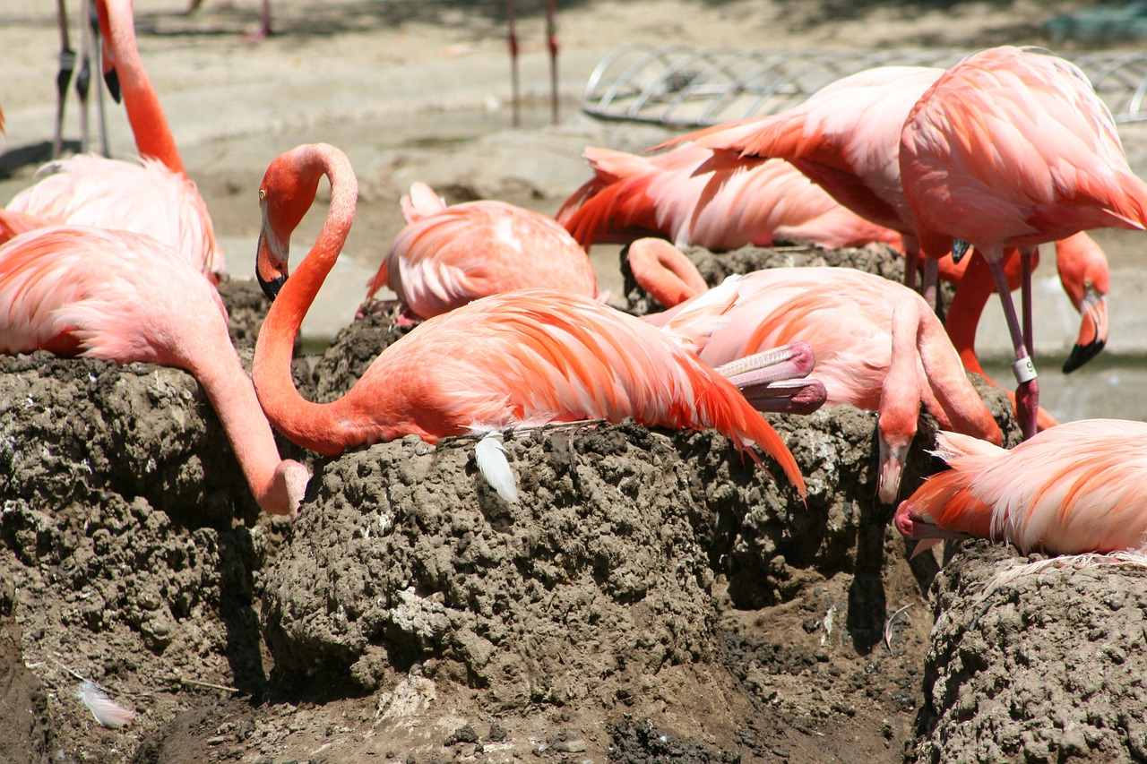 Flamingo, Paukščiai, Aukštas, Vada, Rožinis, Oranžinė, Plumėjimas, Plunksnos, Grupė, Kartu