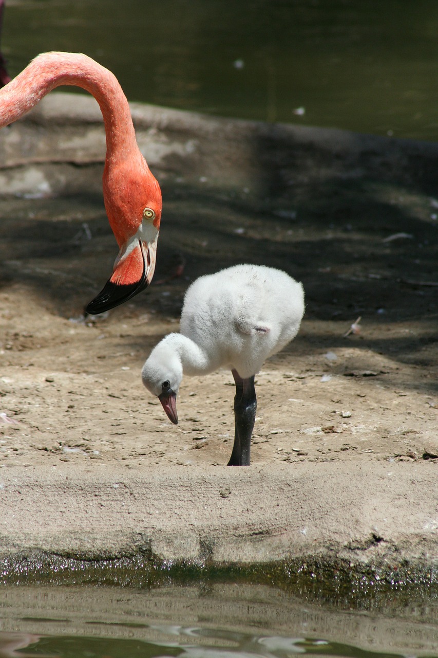 Flamingo, Jaunas, Motina, Kūdikis, Rožinis, Nestling, Gyvūnai, Paukščiai, Mažai, Naujagimis