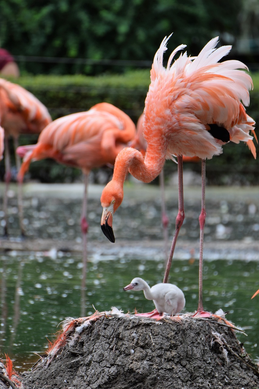 Flamingo, Zoologijos Sodas, Gyvūnas, Vandens Paukštis, Rožinis Flamingas, Paukštis, Tiergarten, Rožinis, Gamta, Padaras
