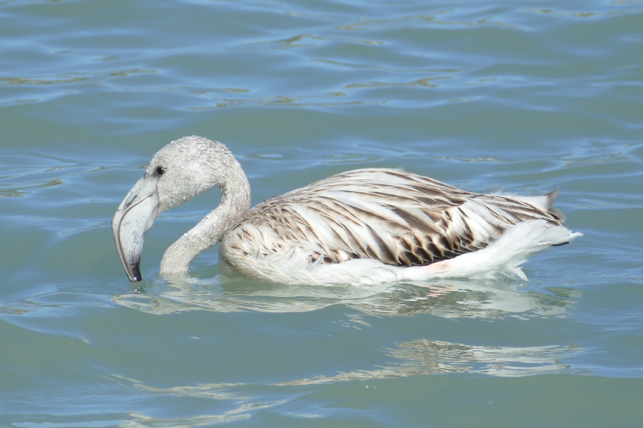 Flamingo, Paukštis, Vandens Paukščiai, Fauna, Jaunas, Vanduo, Nemokamos Nuotraukos,  Nemokama Licenzija