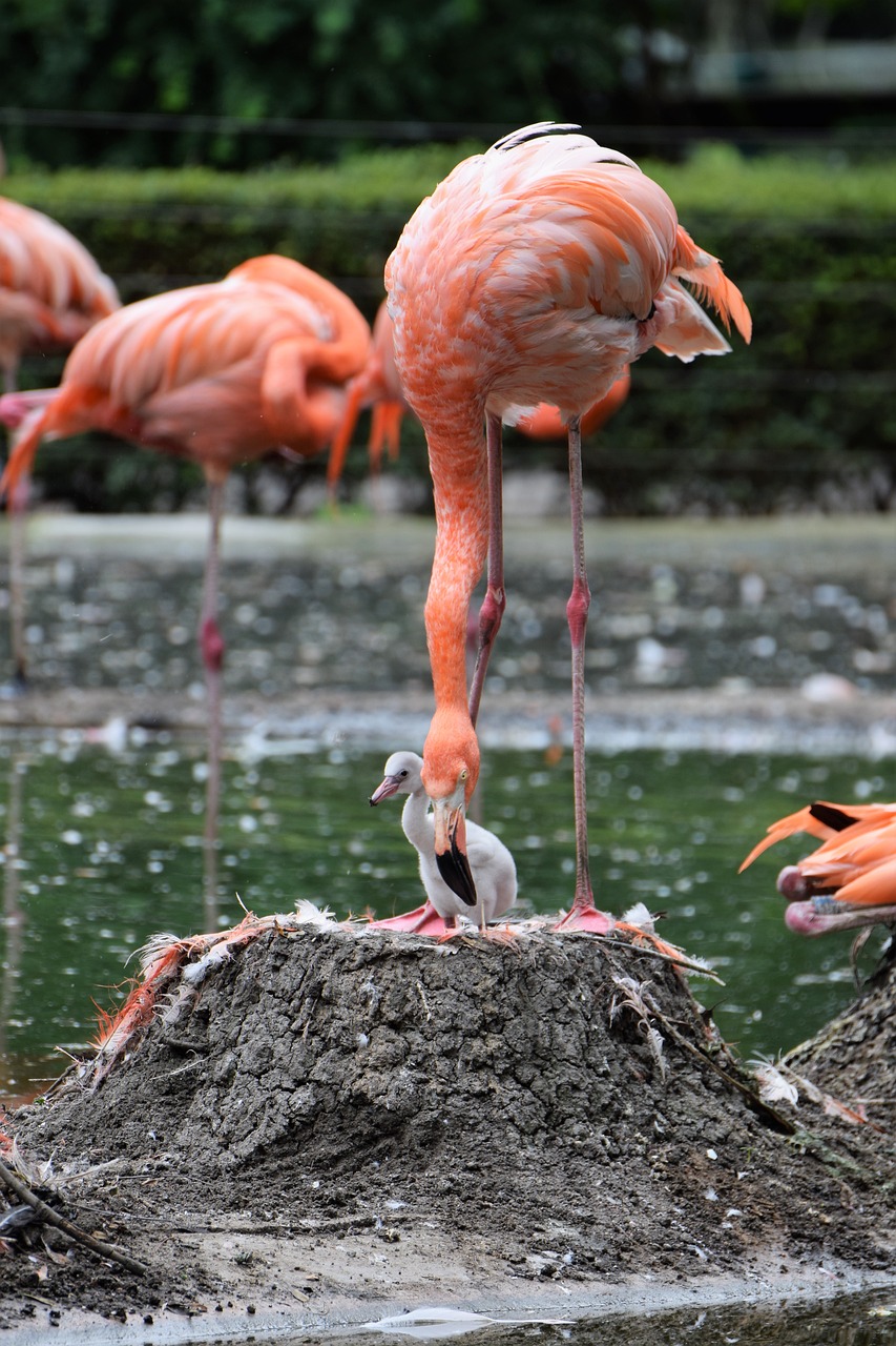 Flamingo, Rožinis, Rožinis Flamingas, Vandens Paukštis, Paukštis, Plumėjimas, Zoologijos Sodas, Plunksna, Gamta, Sąskaitą
