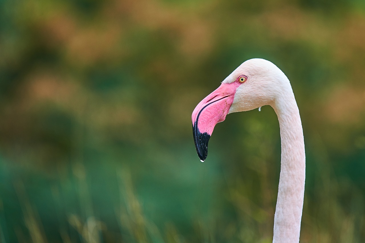 Flamingo, Rožinis, Paukštis, Plumėjimas, Vandens Paukštis, Gamta, Zoologijos Sodas, Paukščiai, Gyvūnas, Plunksna