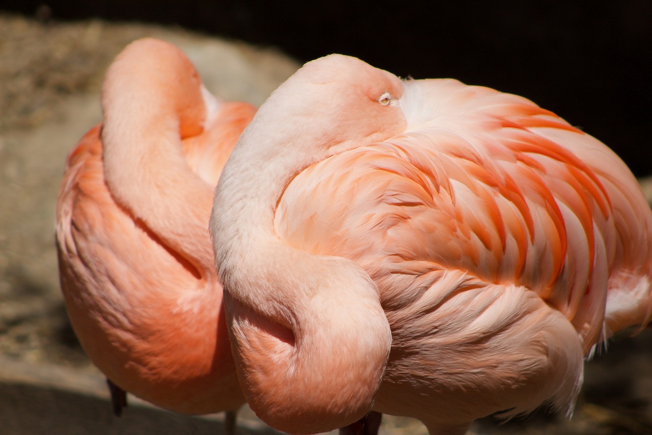 Flamingo, Rožinis, Paukštis, Atogrąžų, Laukinė Gamta, Zoologijos Sodas, Nemokamos Nuotraukos,  Nemokama Licenzija