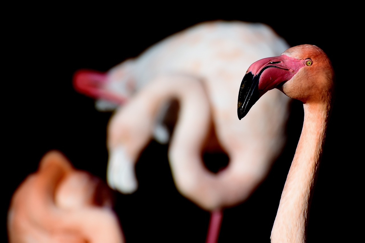 Flamingo, Rožinis Flamingas, Paukštis, Rožinis, Sąskaitą, Plumėjimas, Plunksna, Paukščiai, Gyvūnas, Vandens Paukštis