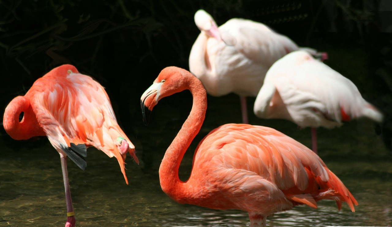 Flamingo, Mažesnis, Paukštis, Rožinis, Spalva, Spalva, Snapas, Ilgai, Išlenktas, Flock