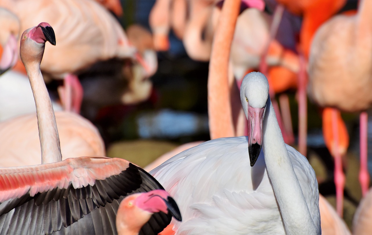 Flamingo,  Baltas Flamingas,  Paukštis,  Rožinis,  Sąskaitą,  Plumėjimas,  Plunksna,  Paukščiai,  Gyvūnas,  Vandens Paukštis