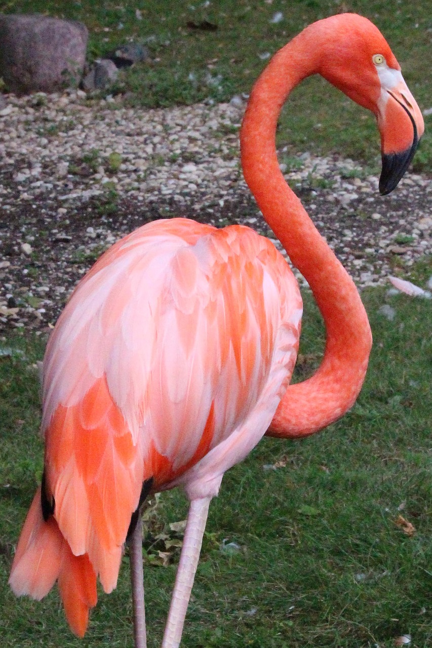 Flamingo,  Paukštis,  Gamta,  Plunksna,  Snapas,  Be Honoraro Mokesčio, Nemokamos Nuotraukos,  Nemokama Licenzija