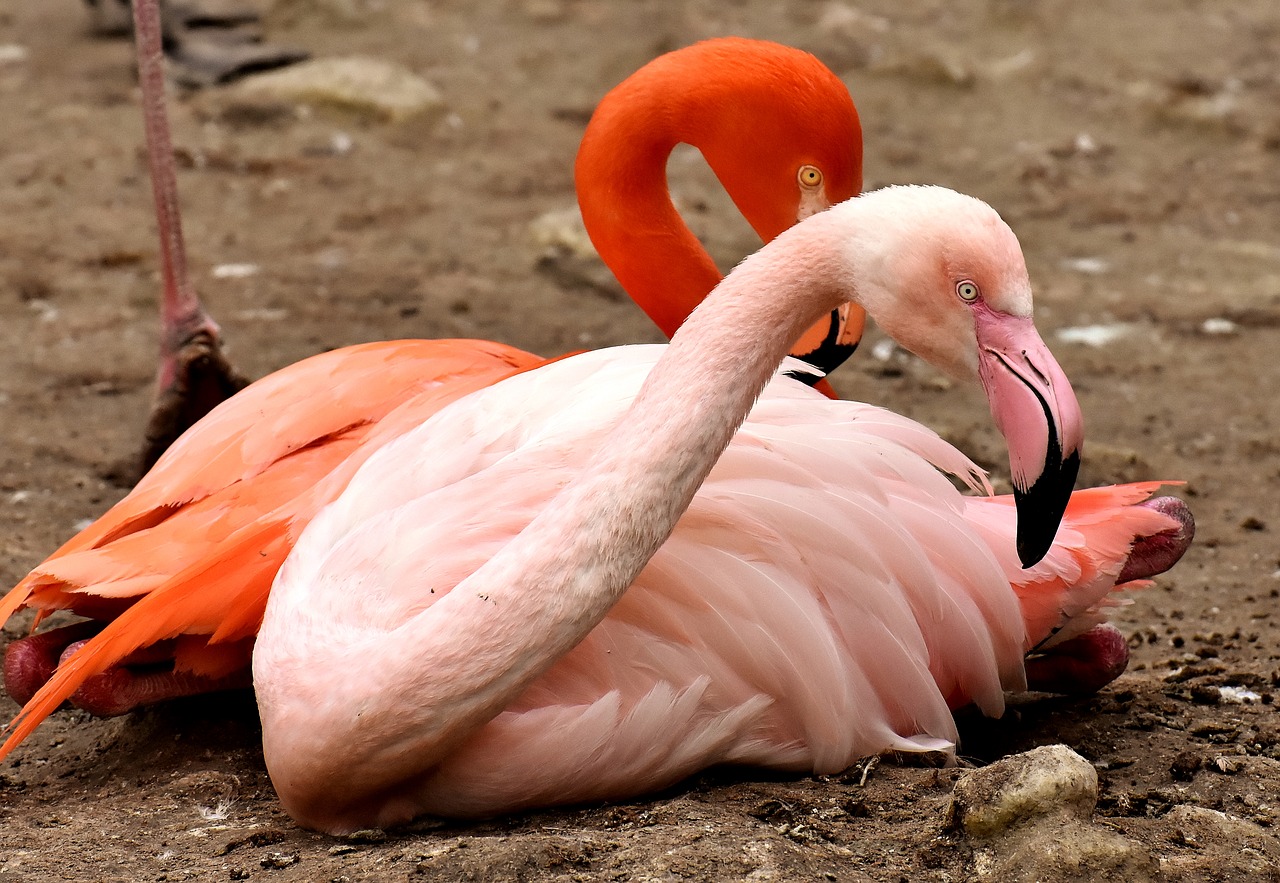 Flamingo,  Paukštis,  Spalvinga,  Plunksna,  Pasididžiavimas,  Tierpark Hellabrunn, Nemokamos Nuotraukos,  Nemokama Licenzija