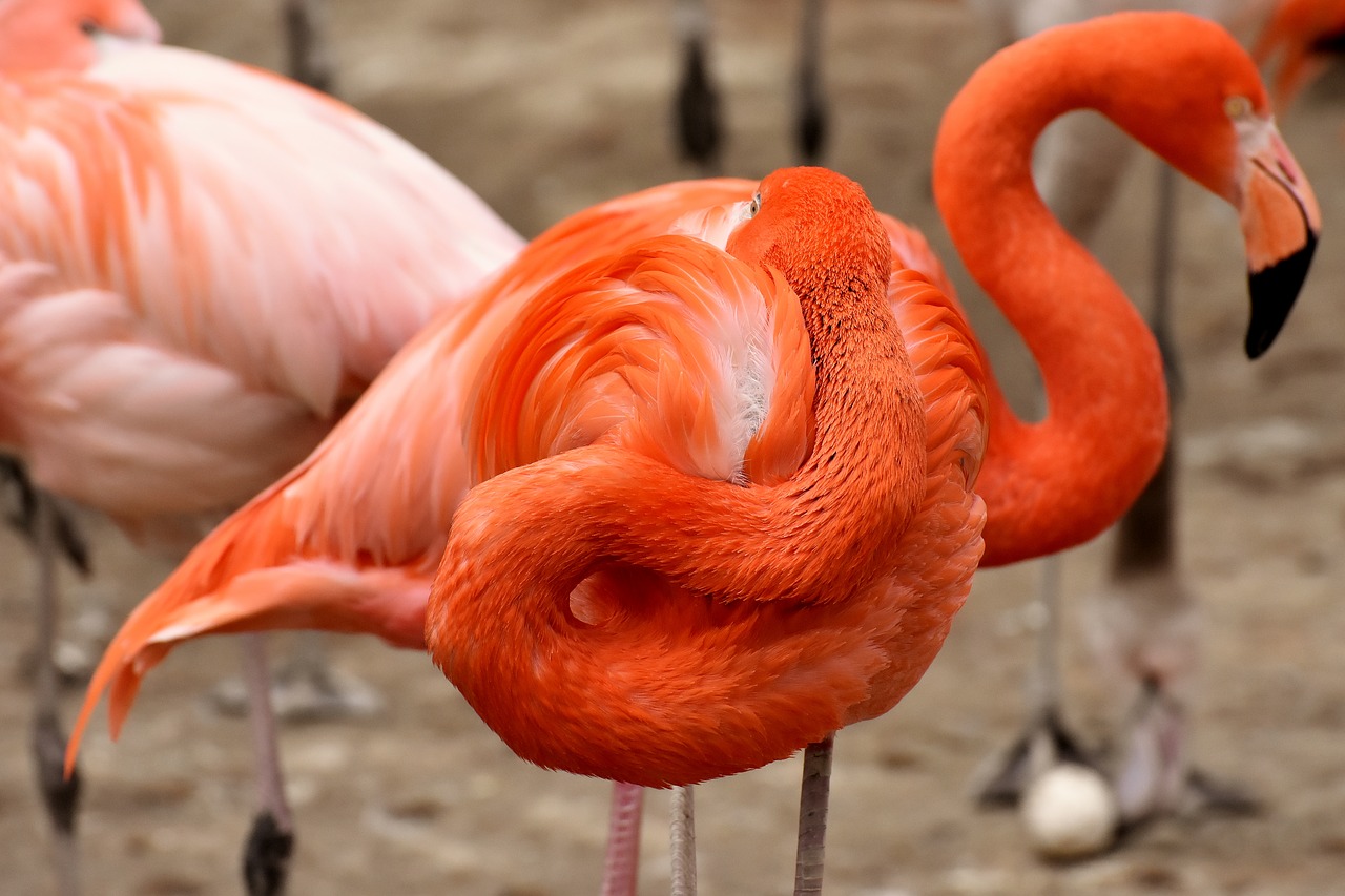 Flamingo,  Dvi Galvos,  Juokinga,  Paukštis,  Spalvinga,  Plunksna,  Pasididžiavimas,  Tierpark Hellabrunn, Nemokamos Nuotraukos,  Nemokama Licenzija