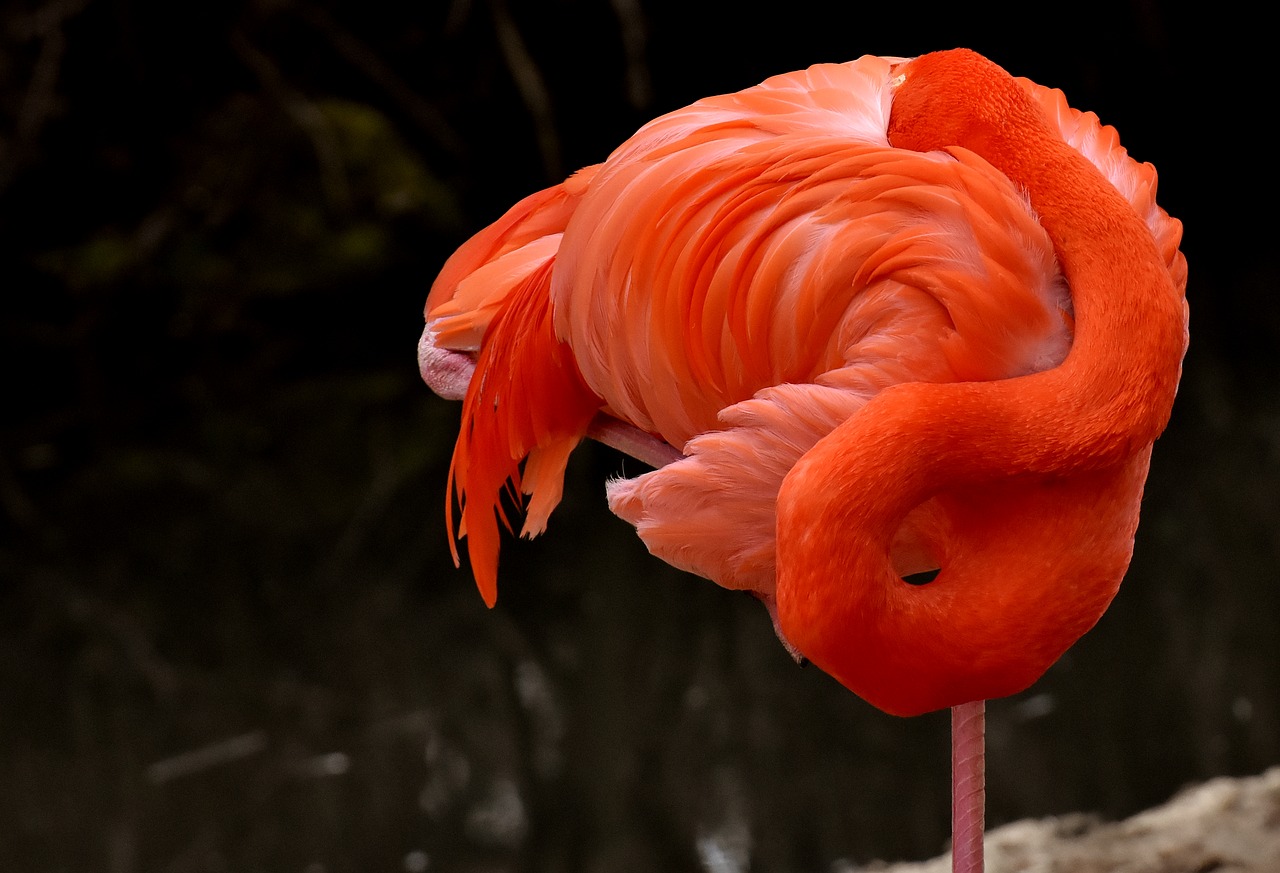 Flamingo,  Paukštis,  Spalvinga,  Plunksna,  Pasididžiavimas,  Tierpark Hellabrunn, Nemokamos Nuotraukos,  Nemokama Licenzija