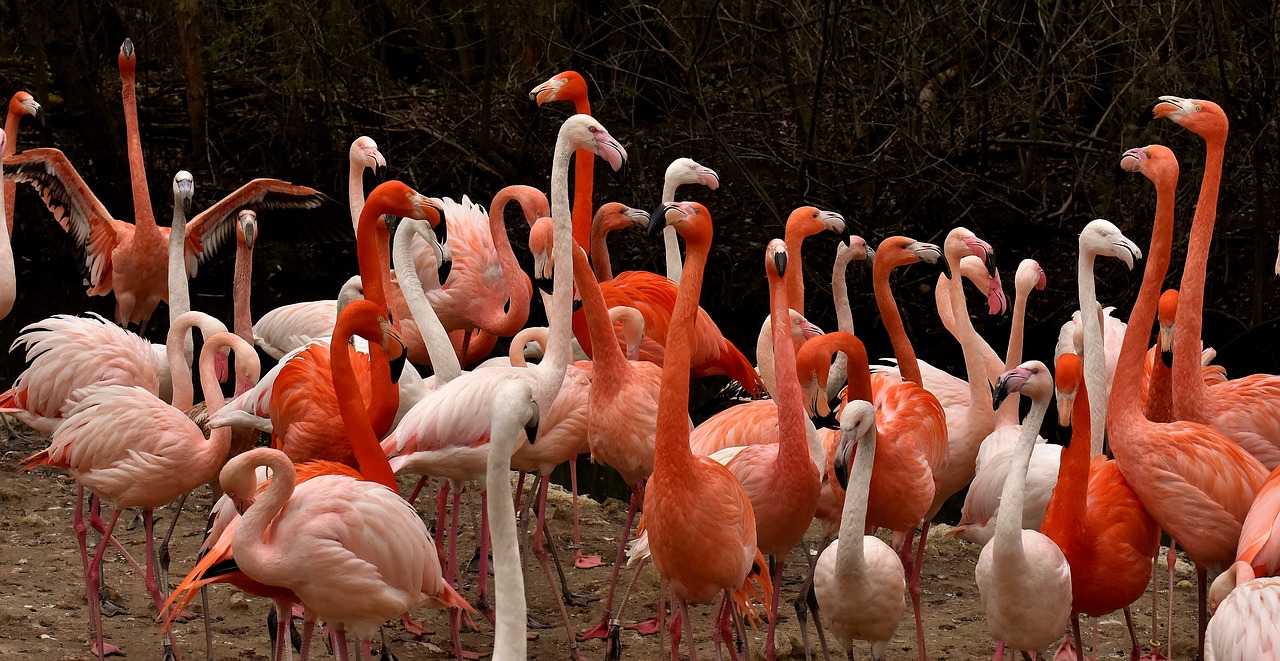 Flamingo,  Paukštis,  Spalvinga,  Plunksna,  Pasididžiavimas,  Tierpark Hellabrunn, Nemokamos Nuotraukos,  Nemokama Licenzija