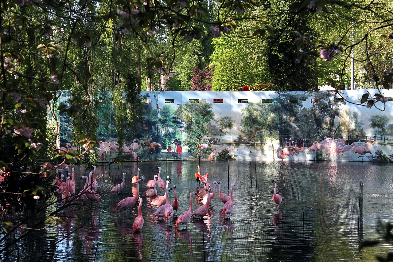Flamingo,  Flamingai,  Flamingas,  Rožinis,  Paukštis,  Vandens,  Medis,  Upė,  Pobūdį,  Ežeras