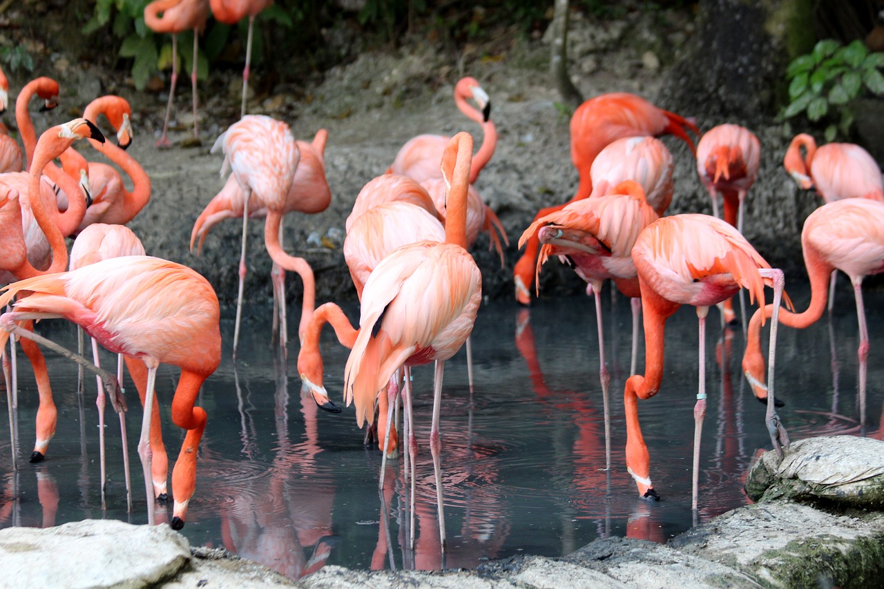 Flamingo,  Phoenicopterus Roseus,  Pobūdį,  Paukščiai,  Rožinės Flamingo,  Plunksnuočių Lenktynės,  Grupė,  Tvenkinys,  Zoo,  Gyvūnai