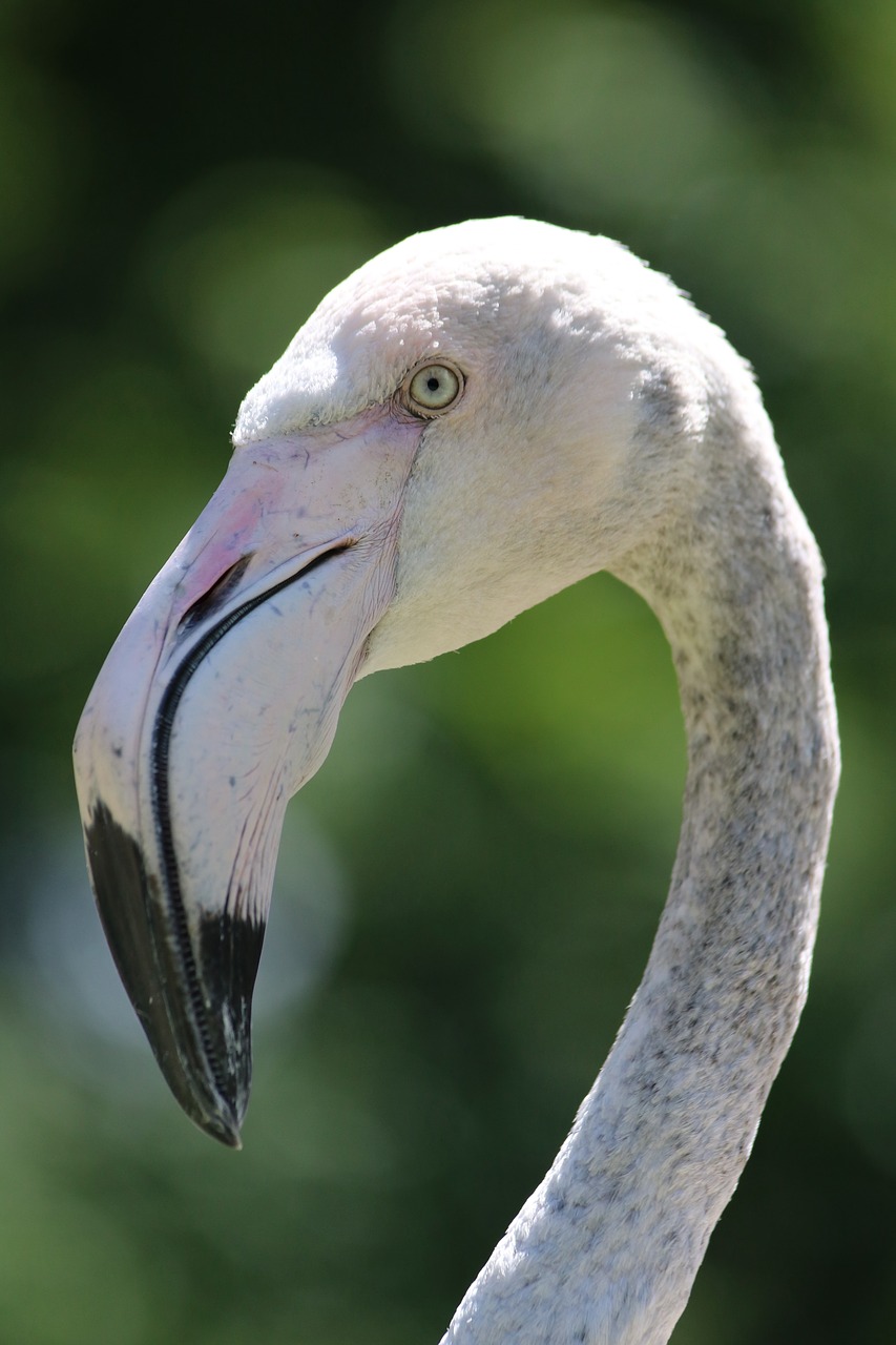 Flamingo,  Paukščiai,  Gyvūnijos Pasaulyje,  Gyvūnai, Nemokamos Nuotraukos,  Nemokama Licenzija