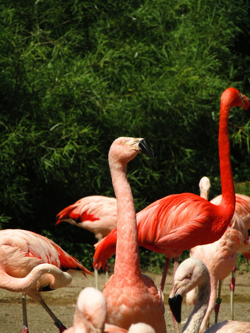 Flamingo,  Rožinis,  Rožinės Flamingo,  Egzotiškas,  Vanduo Paukštis,  Plunksna,  Flamingai,  Paukščiai,  Zoologijos Sodas, Nemokamos Nuotraukos