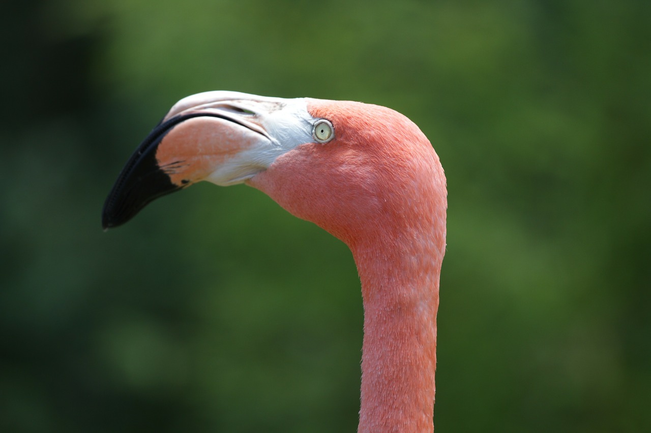 Flamingo, Atogrąžų, Spalva, Rožinis, Paukštis, Gamta, Rožinis Flamingas, Nemokamos Nuotraukos,  Nemokama Licenzija