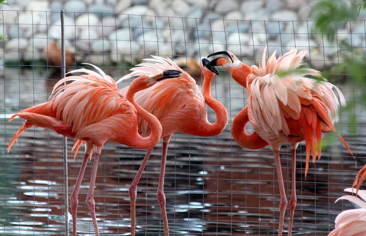 Flamingo,  Phoenicopterus Roseus,  Pobūdį,  Paukščiai,  Rožinės Flamingo,  Plunksnuočių Lenktynės,  Grupė,  Tvenkinys,  Zoo,  Gyvūnai