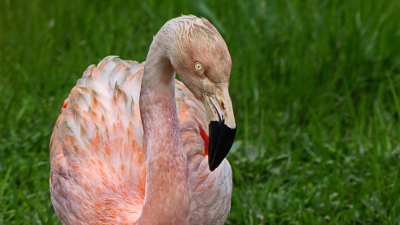 Flamingo,  Rožinis,  Pobūdį,  Paukštis,  Laukinių,  Flamingo Rožinė, Nemokamos Nuotraukos,  Nemokama Licenzija