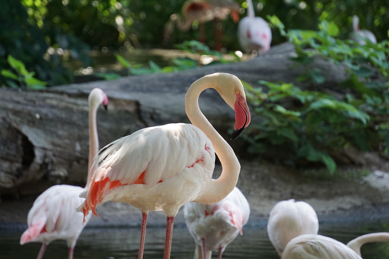 Flamingo,  Flamingai,  Pobūdį,  Paukštis,  Gyvūnas,  Bill,  Laukinių,  Zoo,  Plunksna,  Vanduo Paukštis