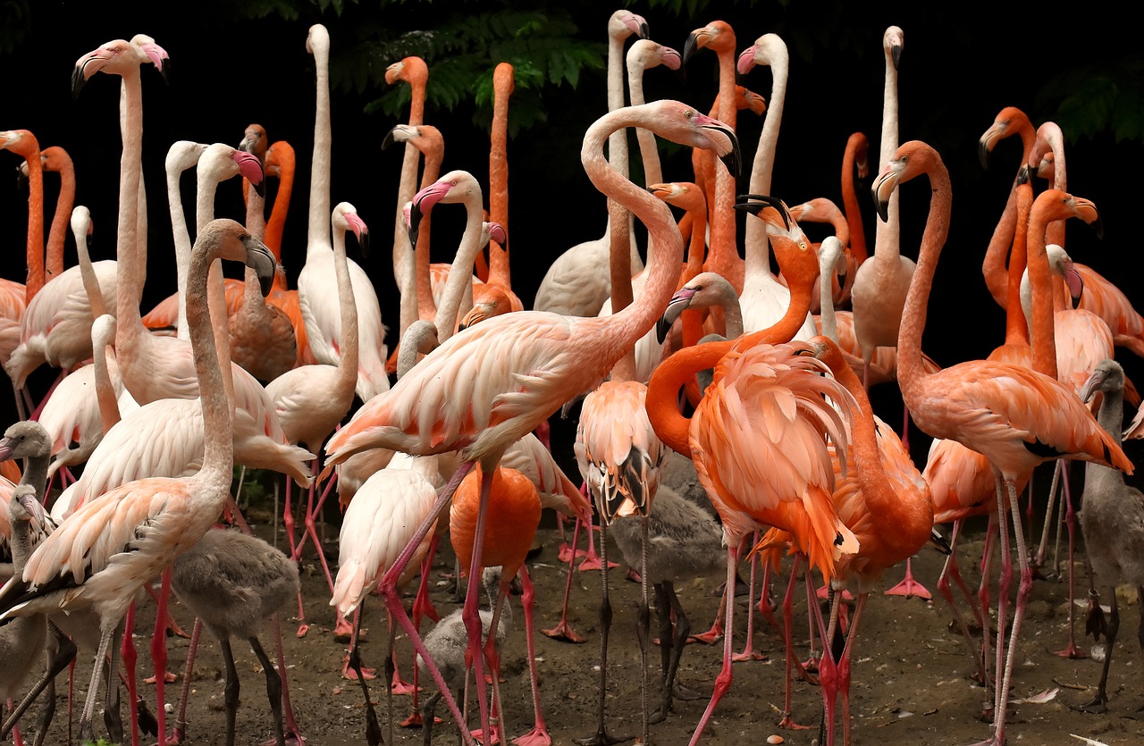 Flamingo,  Paukštis,  Spalvinga,  Plunksna,  Pasididžiavimas,  Tierpark Hellabrunn, Nemokamos Nuotraukos,  Nemokama Licenzija