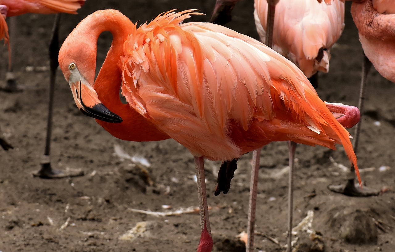 Flamingo,  Paukštis,  Spalvinga,  Plunksna,  Pasididžiavimas,  Tierpark Hellabrunn, Nemokamos Nuotraukos,  Nemokama Licenzija