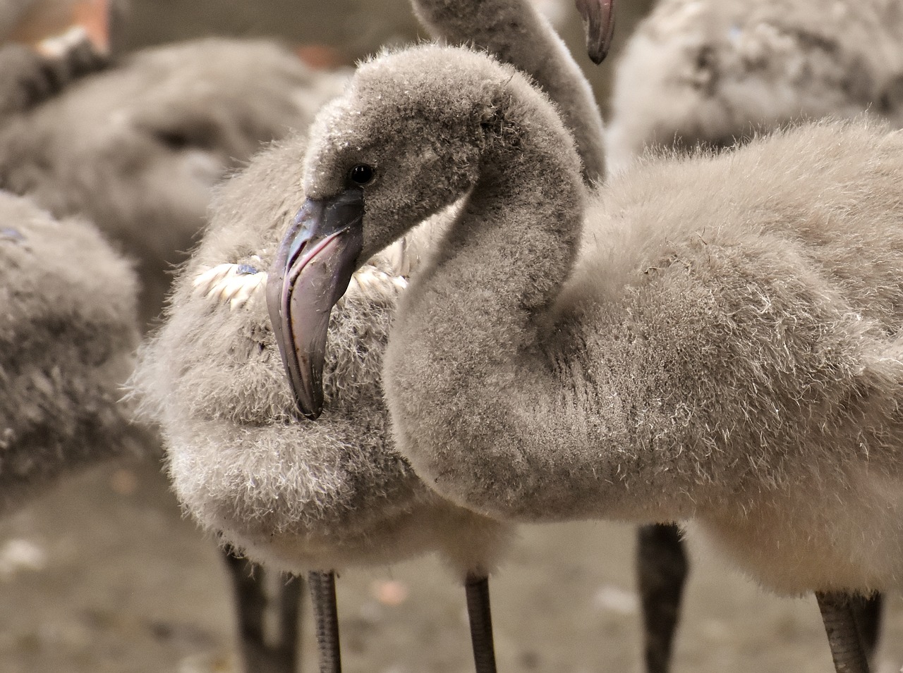 Flamingo,  Jauna Gyvūnų,  Jaunikliai,  Paukštis,  Pilka,  Plunksna,  Mielas,  Jauna,  Jauni Flamingo,  Tierpark Hellabrunn