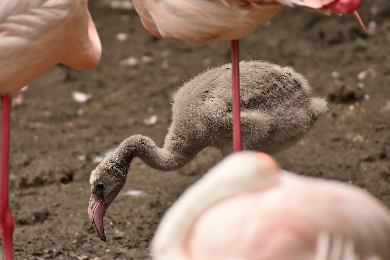 Flamingo,  Jauna Gyvūnų,  Jaunikliai,  Paukštis,  Pilka,  Plunksna,  Mielas,  Jauna,  Jauni Flamingo,  Tierpark Hellabrunn