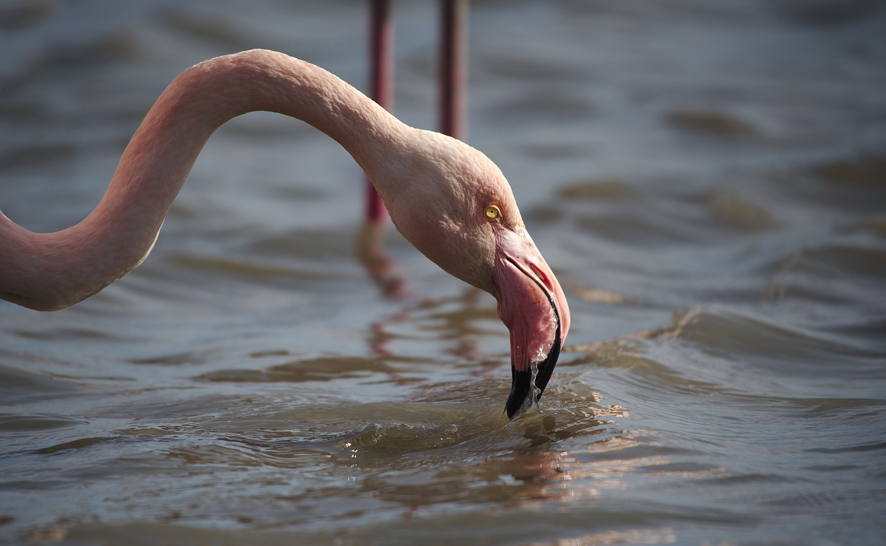 Flamingo,  Rožinis,  Camargue, Nemokamos Nuotraukos,  Nemokama Licenzija