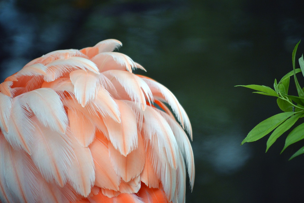 Flamingo,  Plunksna,  Rožinis,  Baltos Spalvos,  Susiėmę,  Paukštis,  Spalvinga,  Natūralus,  Buveinių,  Gyvūnijos