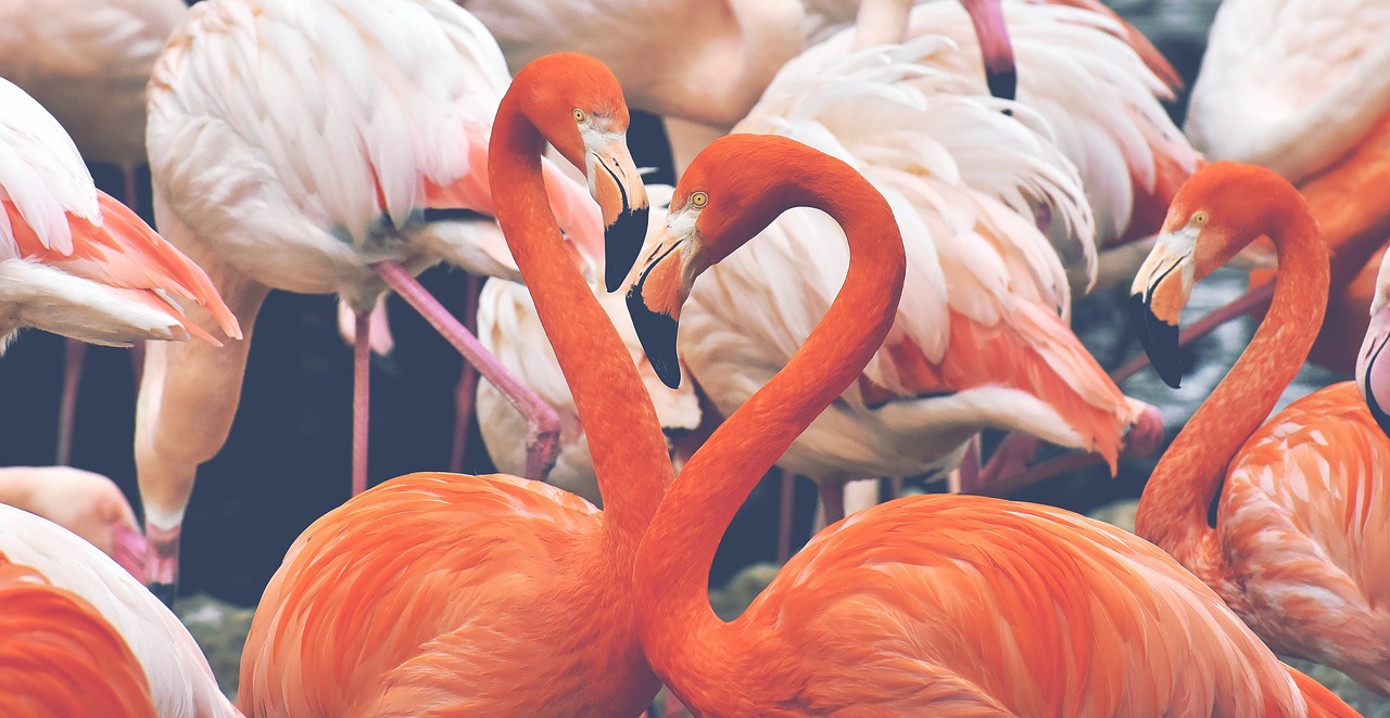 Flamingo,  Paukštis,  Spalvinga,  Plunksna,  Pasididžiavimas,  Tierpark Hellabrunn, Nemokamos Nuotraukos,  Nemokama Licenzija