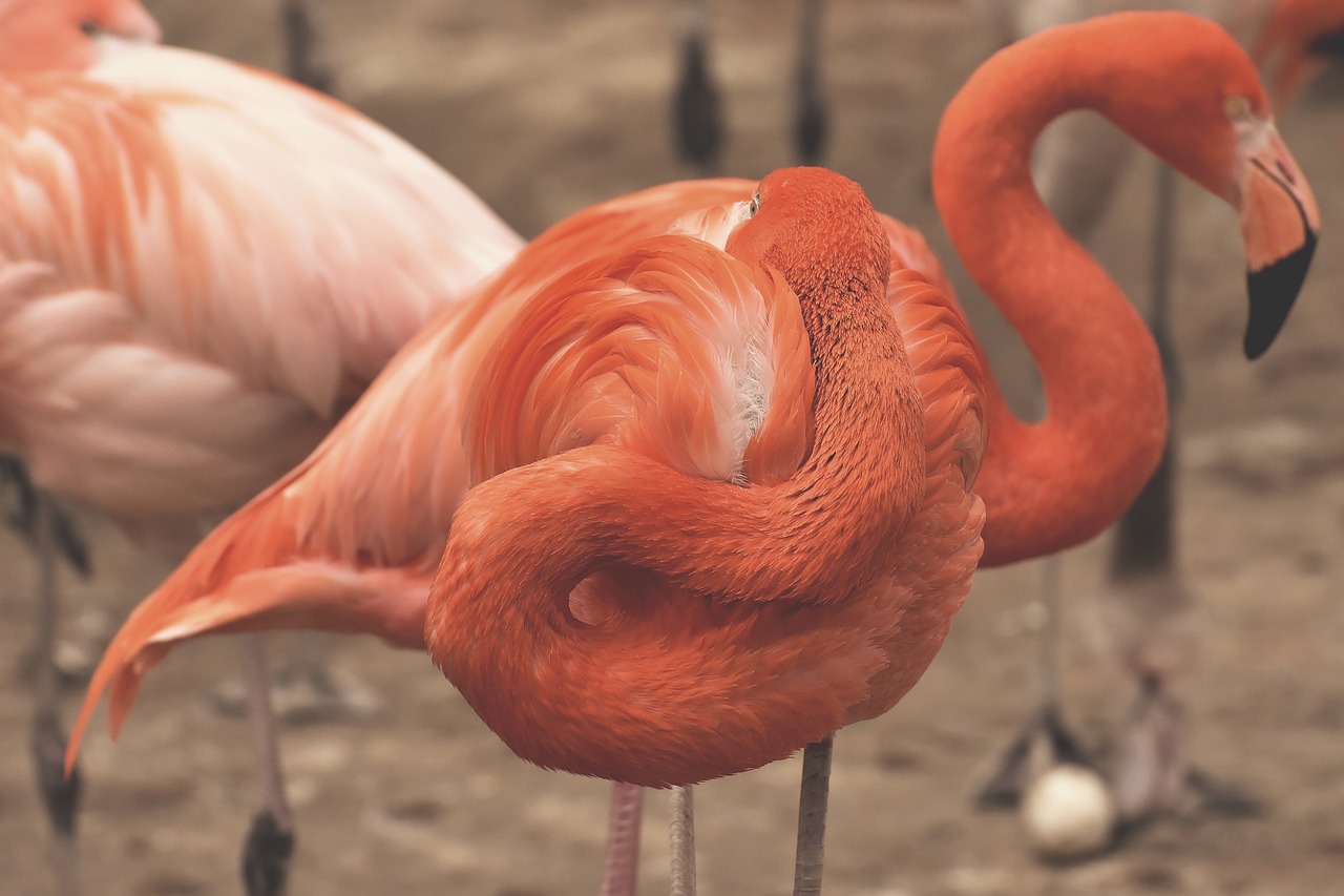 Flamingo,  Dvi Galvos,  Juokinga,  Paukštis,  Spalvinga,  Plunksna,  Pasididžiavimas,  Tierpark Hellabrunn, Nemokamos Nuotraukos,  Nemokama Licenzija