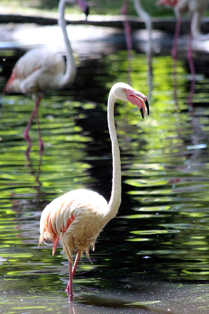 Flamingo,  Paukštis,  Rožinės Flamingo,  Phoenicopterus Roseus,  Plunksnuočių Lenktynės,  Pobūdį,  Vandens,  Gyvosios Gamtos,  Sunny,  Gyvūnija