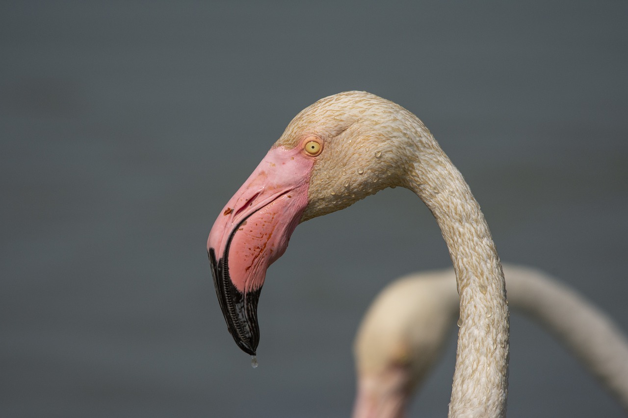 Flamingo,  Camarque,  Paukštis,  Vandens,  Gyvūnijos Pasaulyje,  Natūralus,  Prancūzija,  Gyvūnas,  Laukinių,  Galva