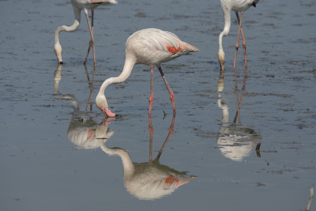 Flamingo,  Camarque,  Vandens,  Veidrodinis,  Jūra,  Paukštis,  Prancūzija,  Gyvūnijos Pasaulyje,  Natūralus,  Laukinis