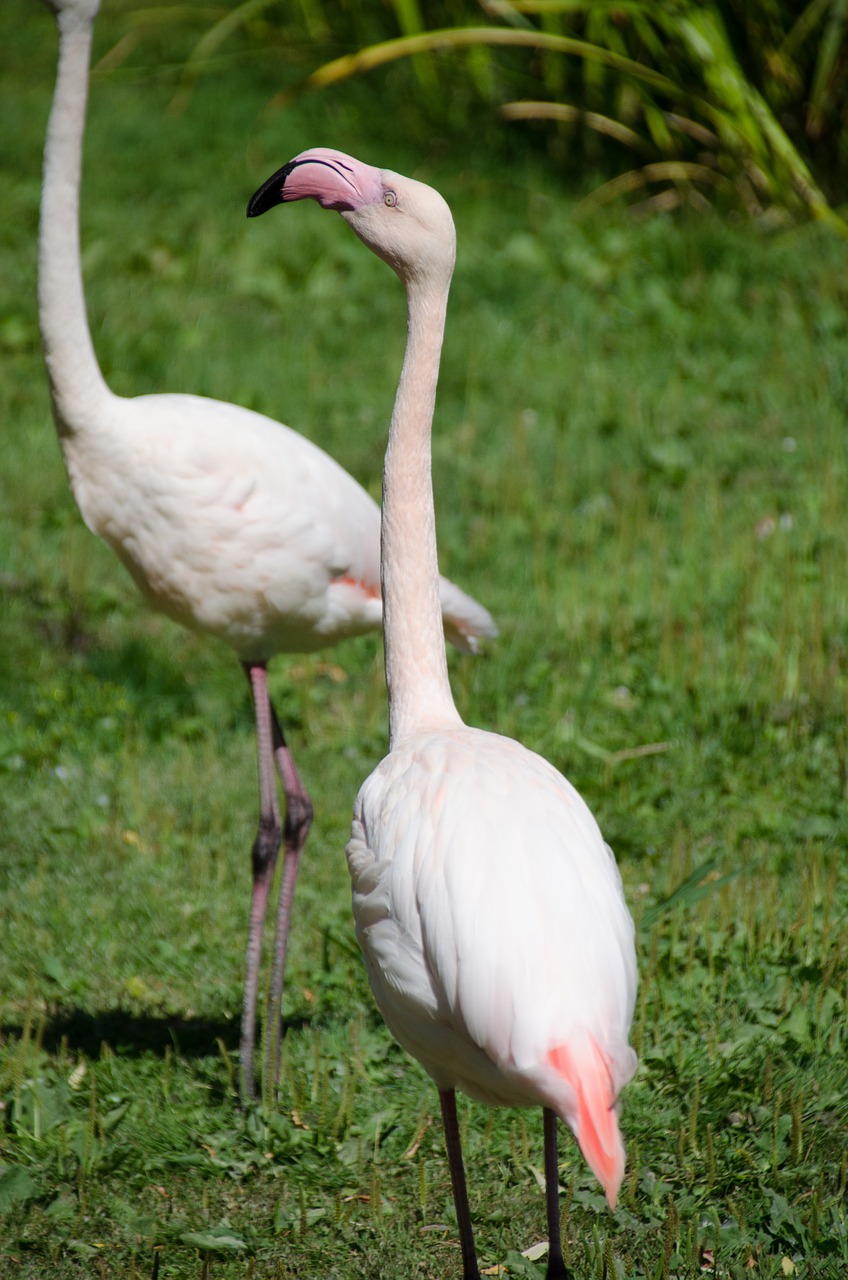 Flamingo,  Rožinė,  Zoo,  Paukštis,  Gyvūnų,  Plunksnos,  Bill,  Gyvūnijos Pasaulyje,  Plunksnų,  Laukinių