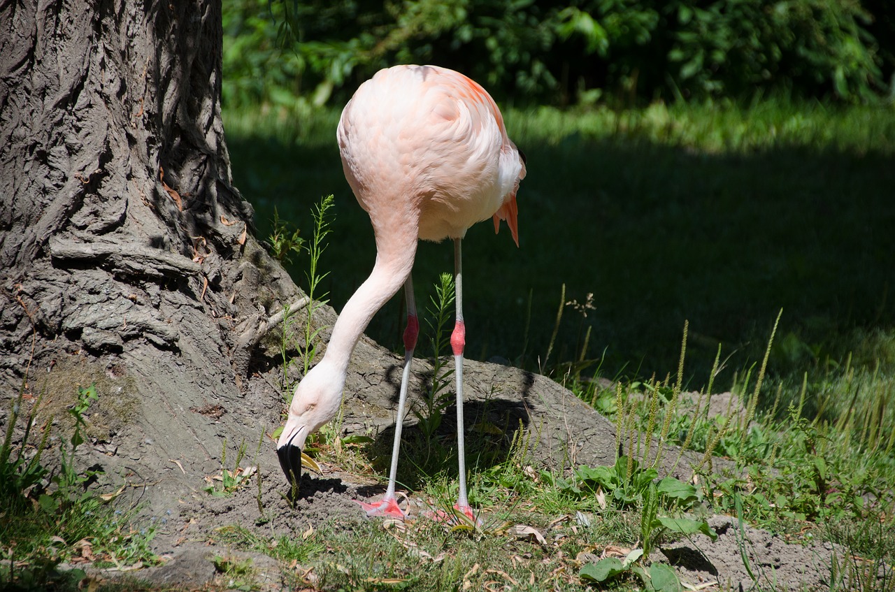 Flamingo,  Rožinė,  Zoo,  Paukštis,  Gyvūnų,  Plunksnos,  Bill,  Gyvūnijos Pasaulyje,  Plunksnų,  Laukinių