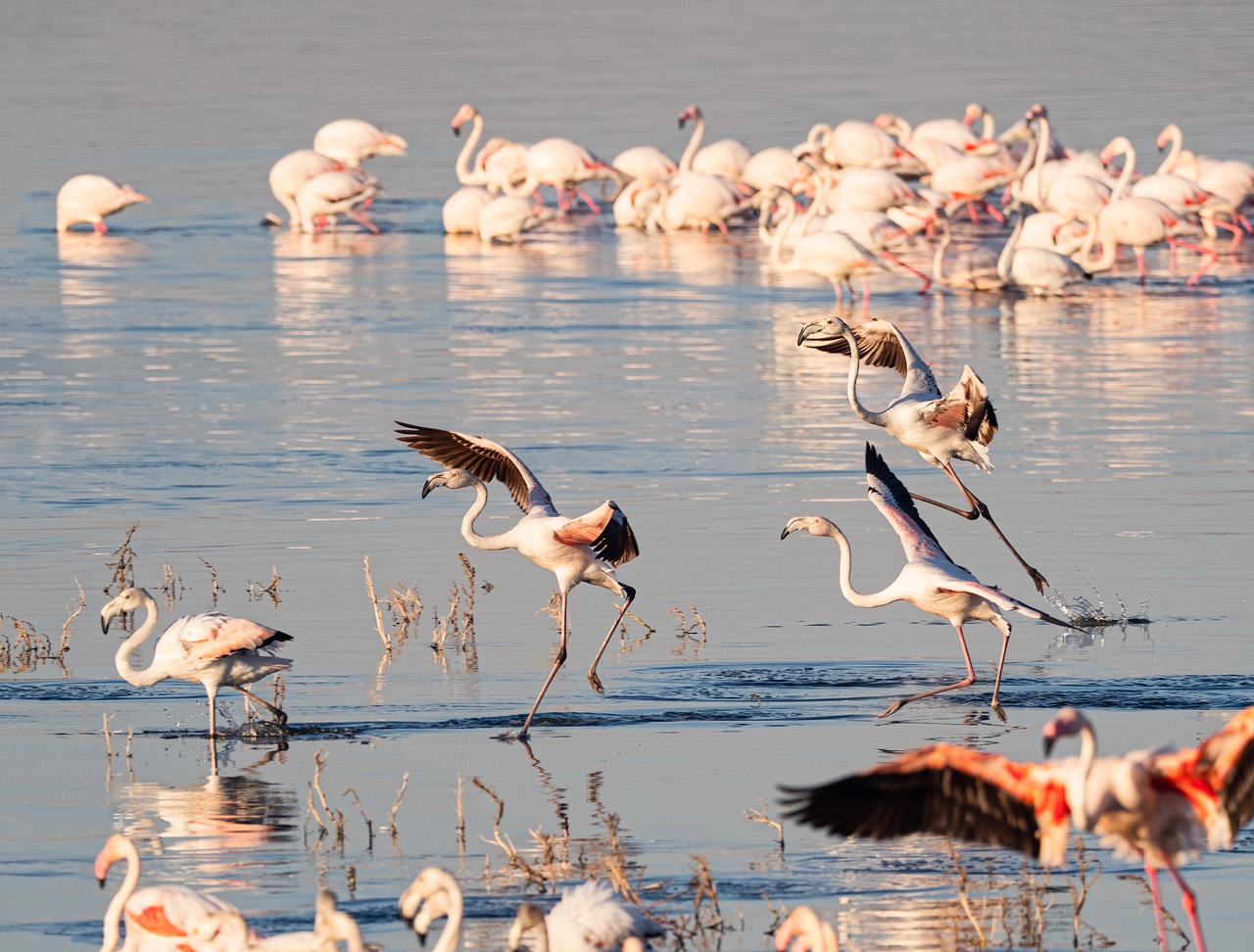 Flamingo,  Paukščiai,  Vandens,  Rožinis,  Ežeras,  Pobūdį,  Gyvūnijos,  Gyvūnai,  Flamingai,  Grupė