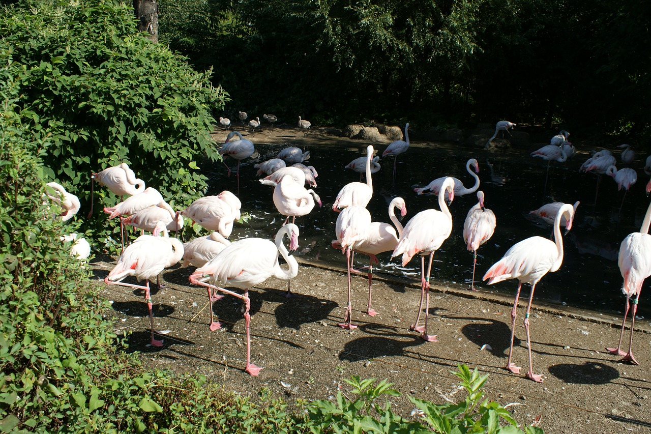 Flamingo, Gamta, Zoologijos Sodas, Rožinis Flamingas, Nemokamos Nuotraukos,  Nemokama Licenzija