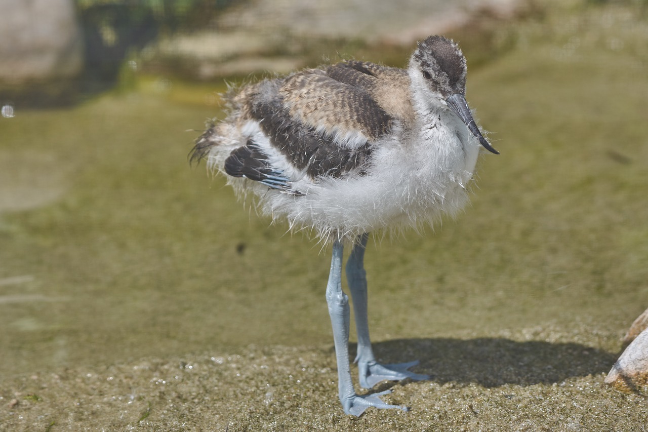 Flamingo,  Jauna Gyvūnų,  Plunksna,  Plunksnos,  Pilka,  Jaunikliai,  Bill,  Vanduo Paukštis,  Zoo,  Vanduo